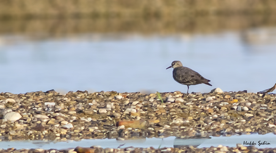 Temminck's Stint